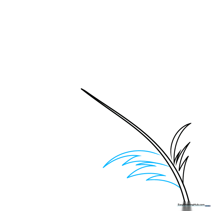 Drawing the initial barb lines extending from one side of the feather shaft.
