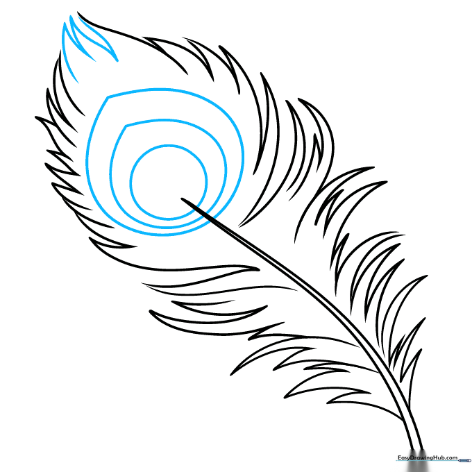 Sketching the iconic circular eyespot at the base of the feather.