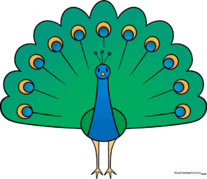 A colorful, finished peacock drawing displayed as a featured art project.