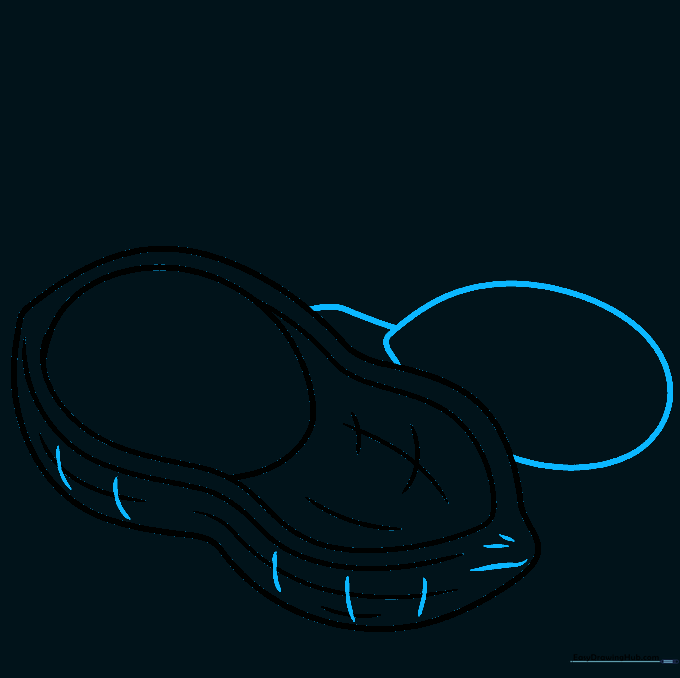 Drawing a second nut shape partially obscured by the shell structure.