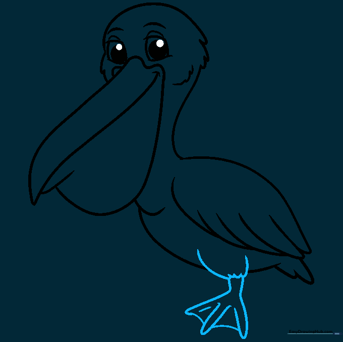 Drawing the pelican's webbed foot with distinct toes and connecting membranes.