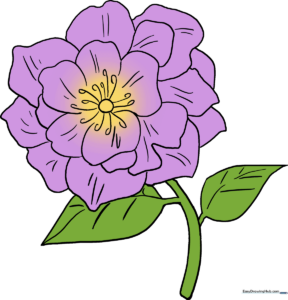 A beautiful, finished drawing of a blooming pink peony with lush green leaves.