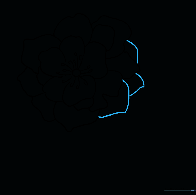 Final petal shapes added to fill in gaps and complete the circular outline of the peony.