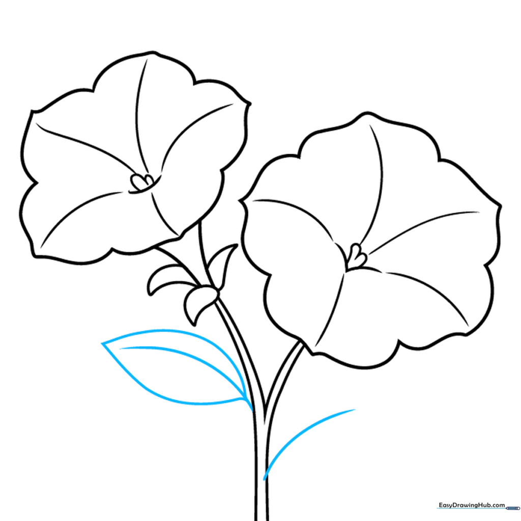 Drawing showing the central veins of the leaves extending from the main stem.