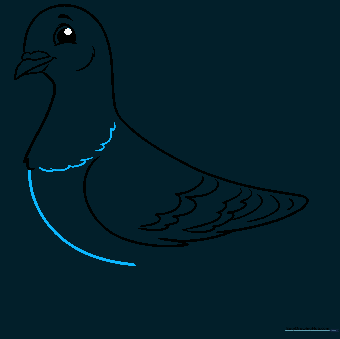 Outlining the pigeon chest and belly curves