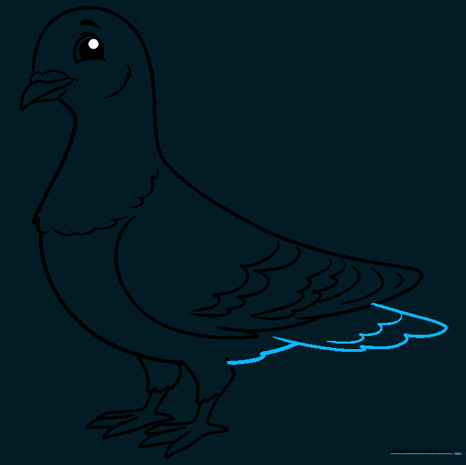 Drawing the pigeon tail feathers using U-shaped lines