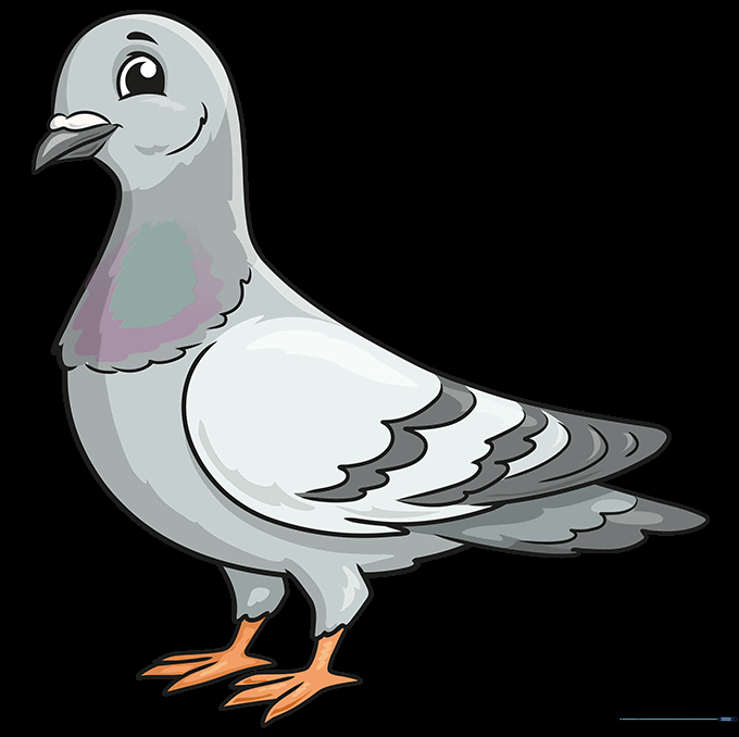 Final colored pigeon drawing with grey and iridescent neck feathers