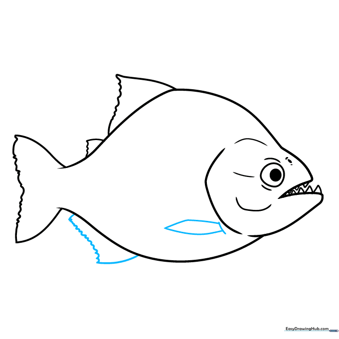 Drawing the pectoral and anal fins to complete the fish's silhouette.