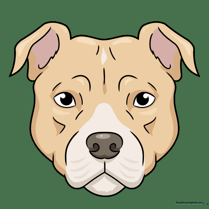 A finished, colored illustration of a friendly Pitbull face.