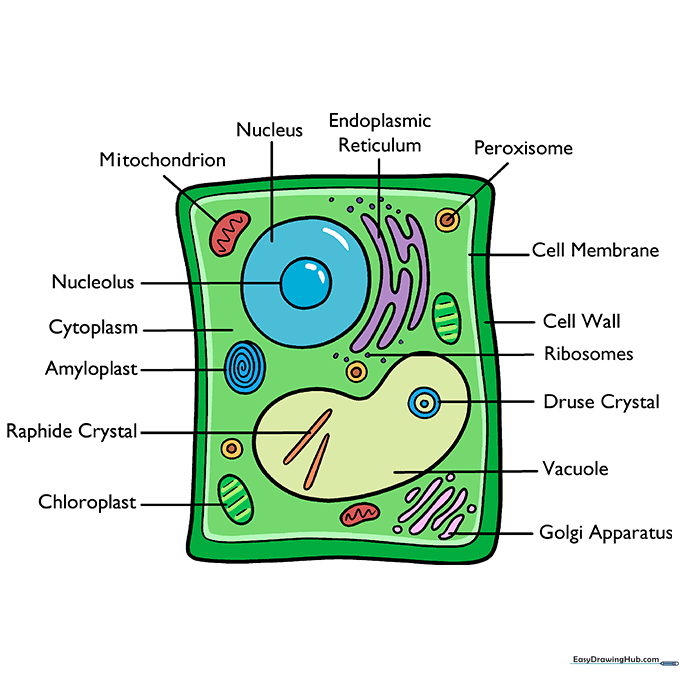 A fully colored and labeled plant cell diagram with distinct colors for each organelle.