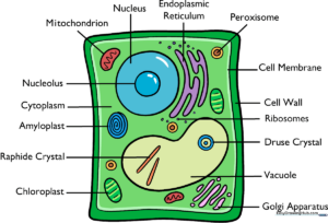 A colorful, professionally illustrated plant cell diagram used for educational purposes.