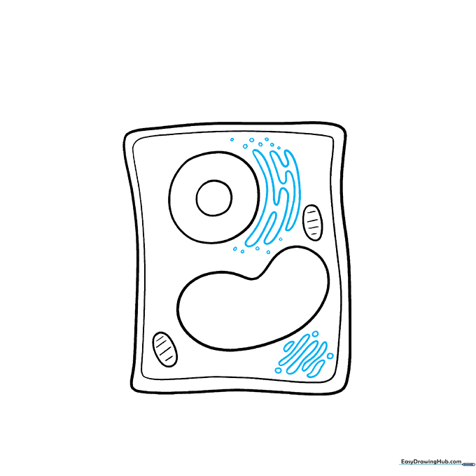 Drawing the intricate, squiggly structures of the Golgi apparatus and endoplasmic reticulum.