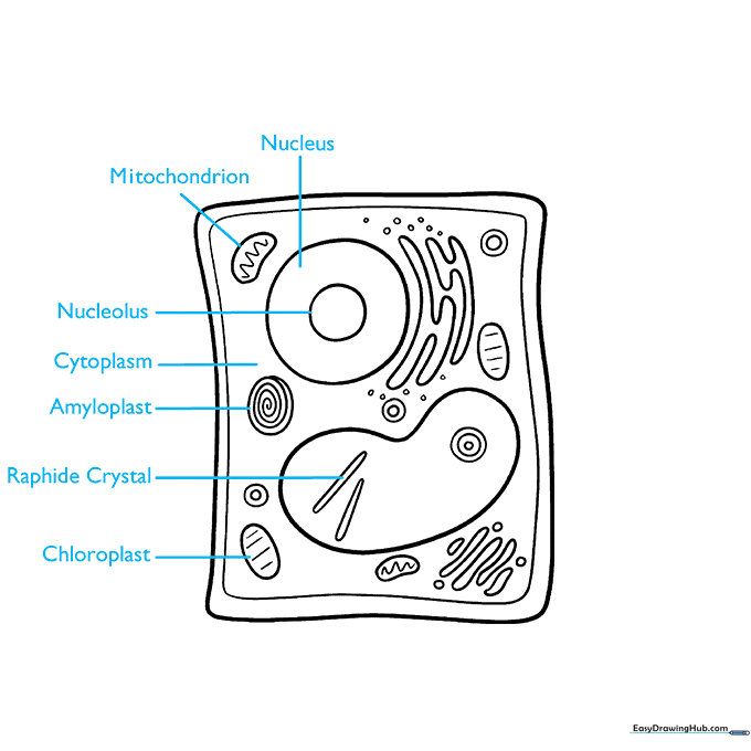 Adding labels with straight lines pointing to the various organelles drawn in the cell.
