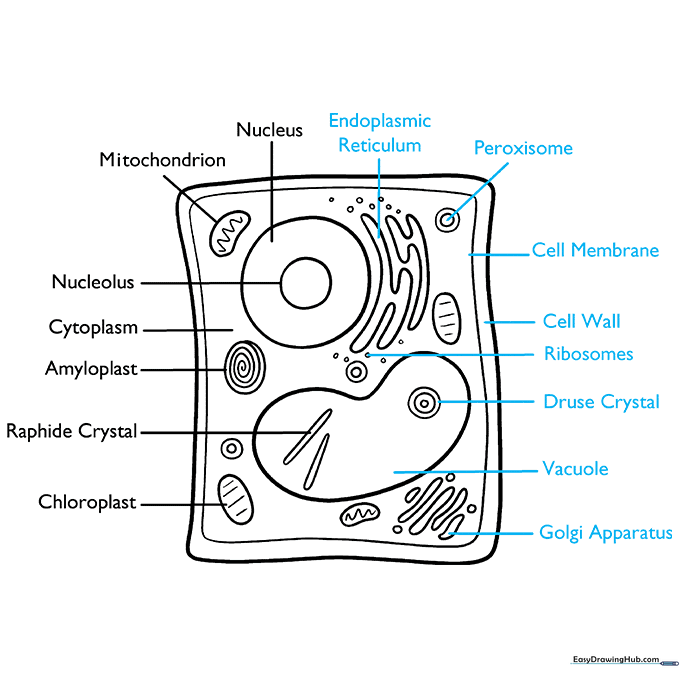 Completing the labeling process for all remaining organelles in the plant cell diagram.