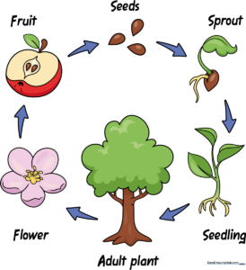Colorful, educational poster showing the complete plant life cycle from seed to fruit.
