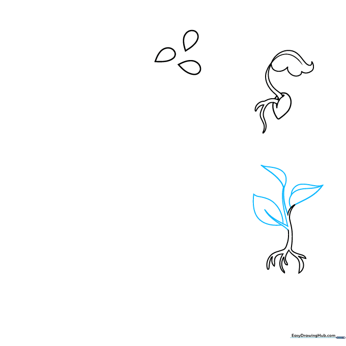Seedling drawing showing multiple branches and pointed leaves.