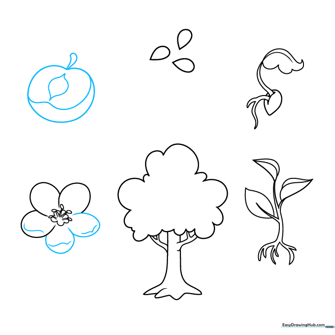 Drawing of a flower and a halved apple showing the core.