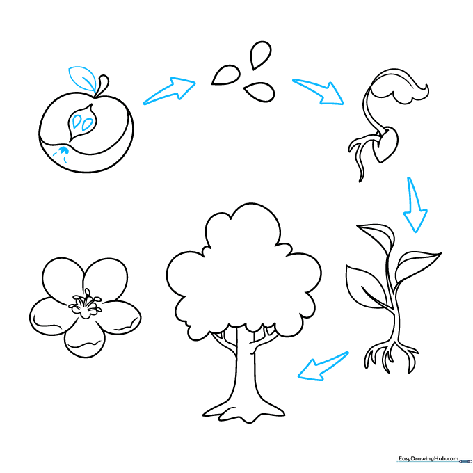 Plant life cycle diagram with arrows connecting the stages.