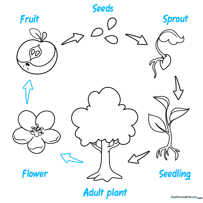 Completed plant life cycle diagram with labels for each stage.