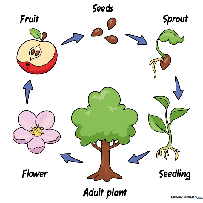 A fully colored and labeled plant life cycle diagram.