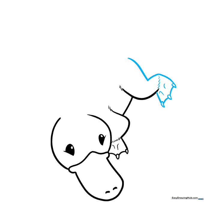 Drawing the rear leg and webbed foot.