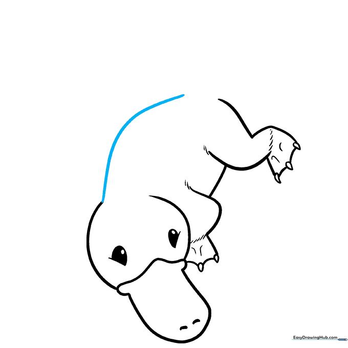Drawing the long, curved back of the platypus.
