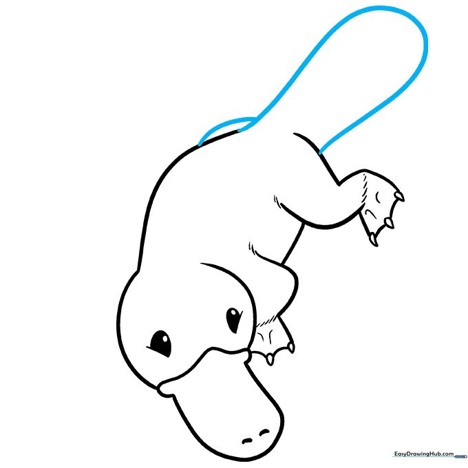 Adding the broad, flat tail to the platypus body.