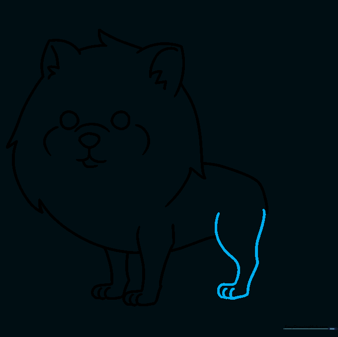 Drawing the rear leg of the Pomeranian with a focus on the ankle joint.