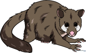 A friendly, finished cartoon possum drawing, perfect for kids to color.