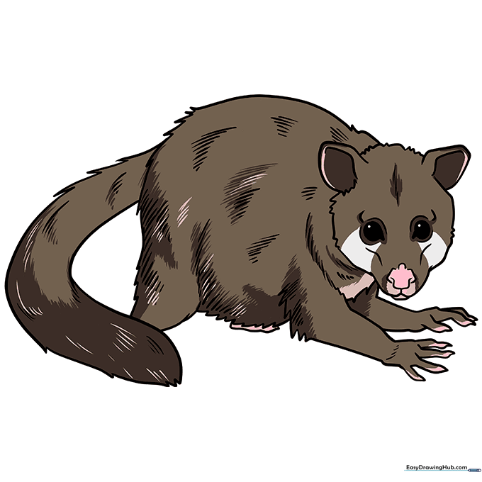 A fully colored, cute cartoon possum with gray and white fur.