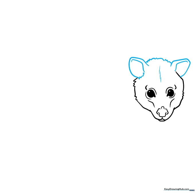 Adding large, rounded ears to the possum head with internal ear details.