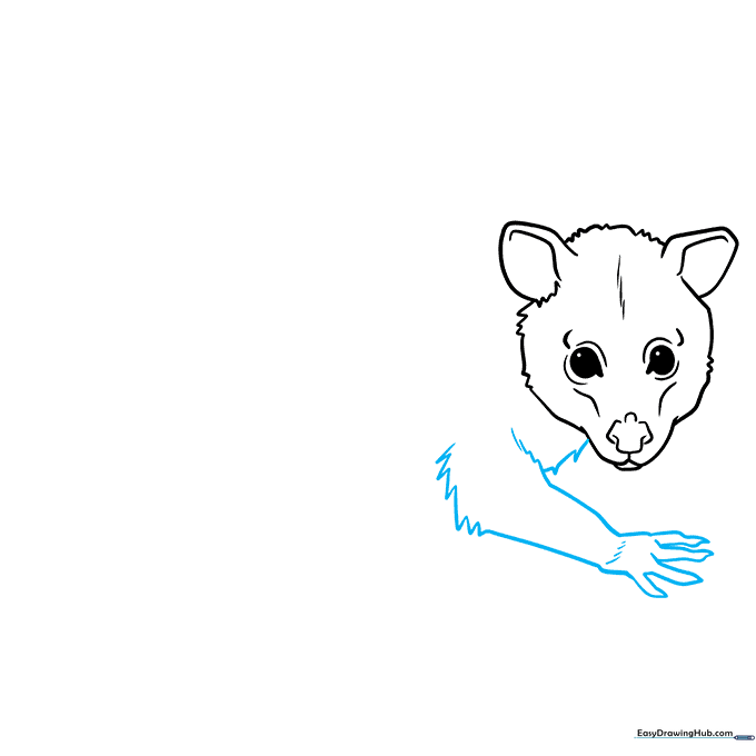 Sketching the possum's front arm and paw with detailed finger outlines.