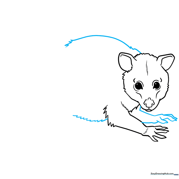 Outlining the possum's back, belly, and second front leg.