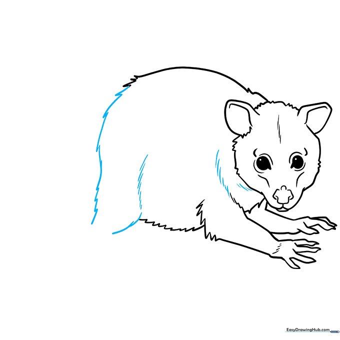 Adding the rear legs to the possum's body with contour lines for depth.