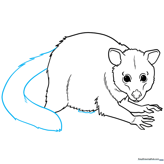 Drawing the long, curved possum tail and the final visible rear foot.