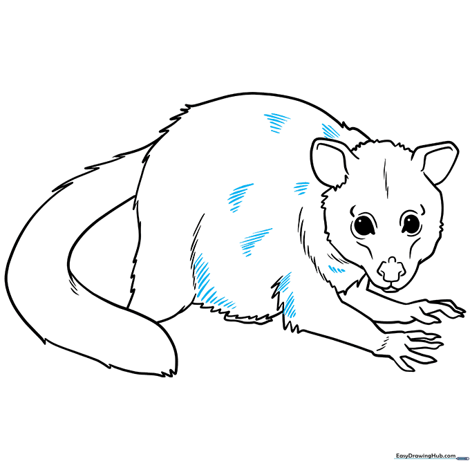 Adding texture lines to the possum's body to simulate fur.