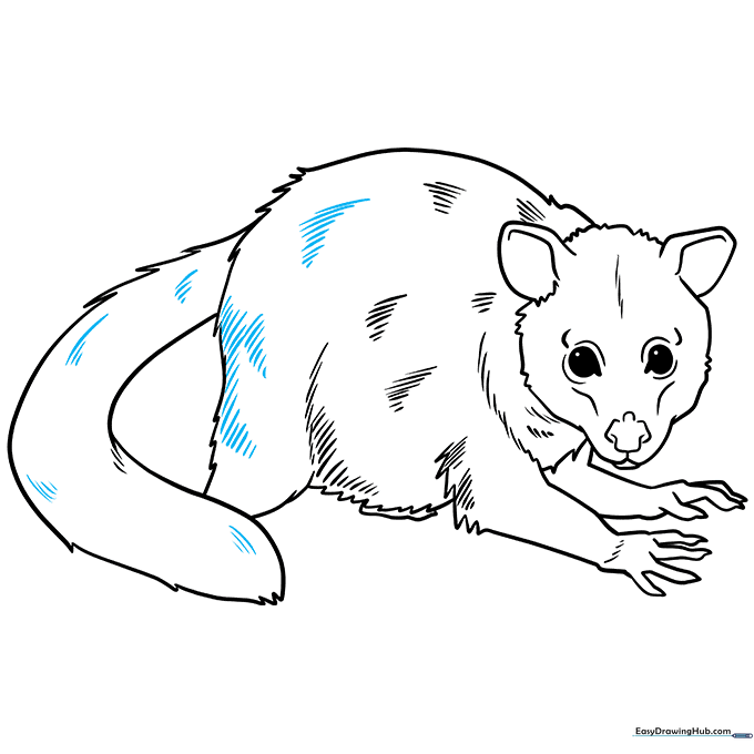 Refining the possum's fur texture with additional short, detailed lines.