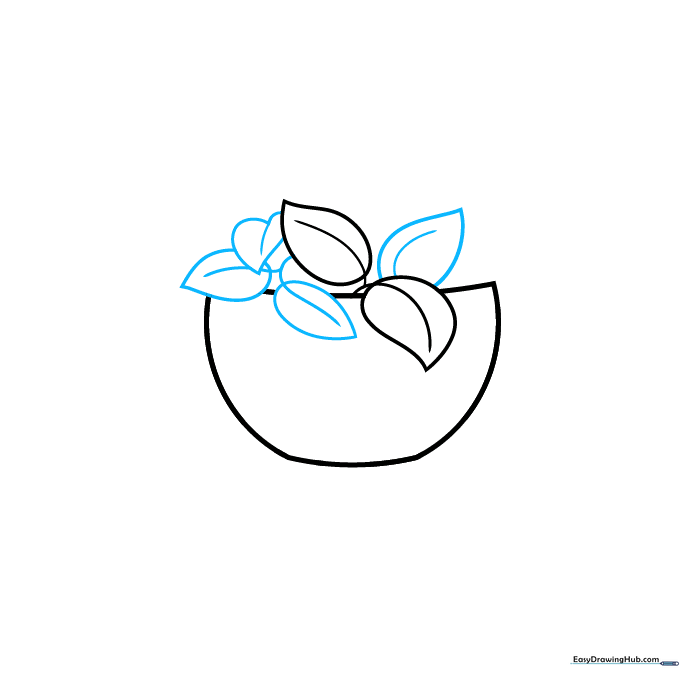 Drawing showing additional leaves being added to the top of the plant with central veins visible.