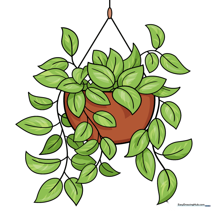Final colored illustration of a vibrant, trailing Pothos plant in a hanging pot.