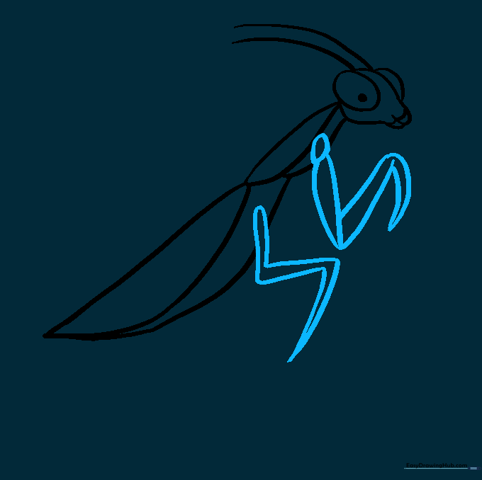 Drawing the complex, bent structure of the front and middle legs using teardrop shapes.
