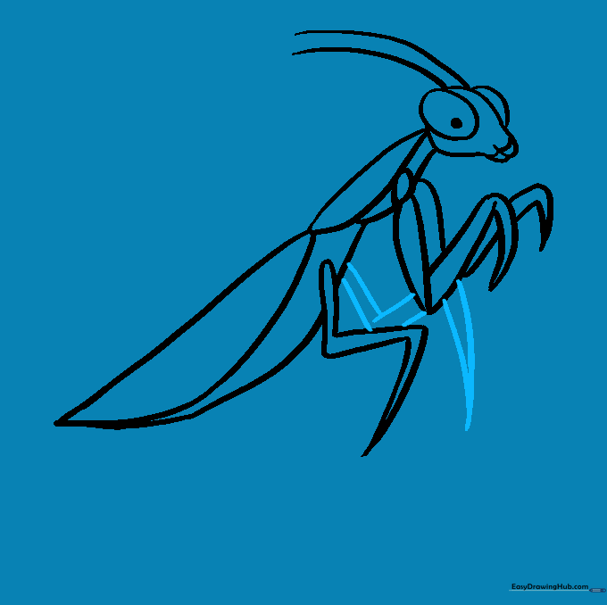 Sketching the second middle leg using zigzag lines to show the insect's jointed structure.