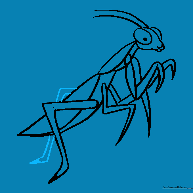 Drawing the final hindleg partially hidden by the mantis abdomen.