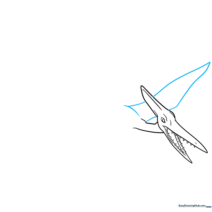 Initial wing structure showing the large, leathery wing span of the Pterodactyl.