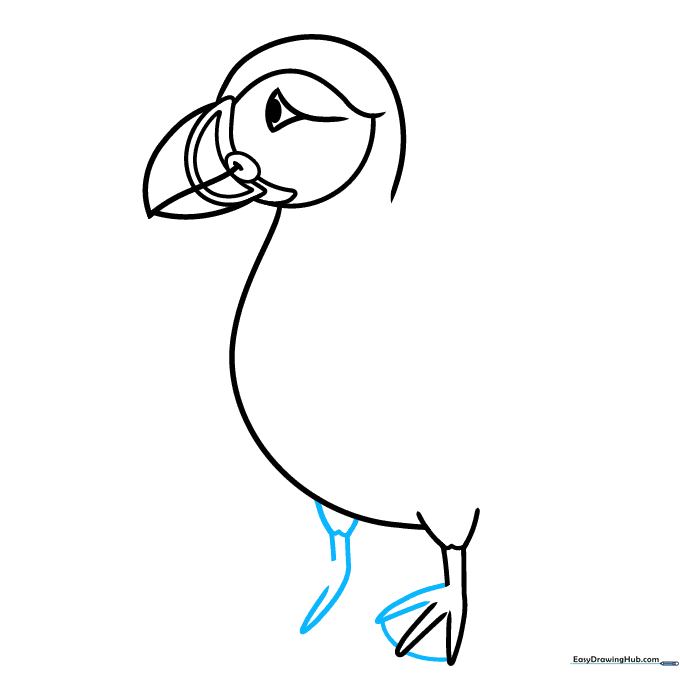 Detailing the webbed toes on the puffin's foot.