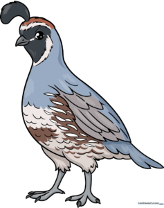 Finished quail drawing with vibrant colors and clear outlines.