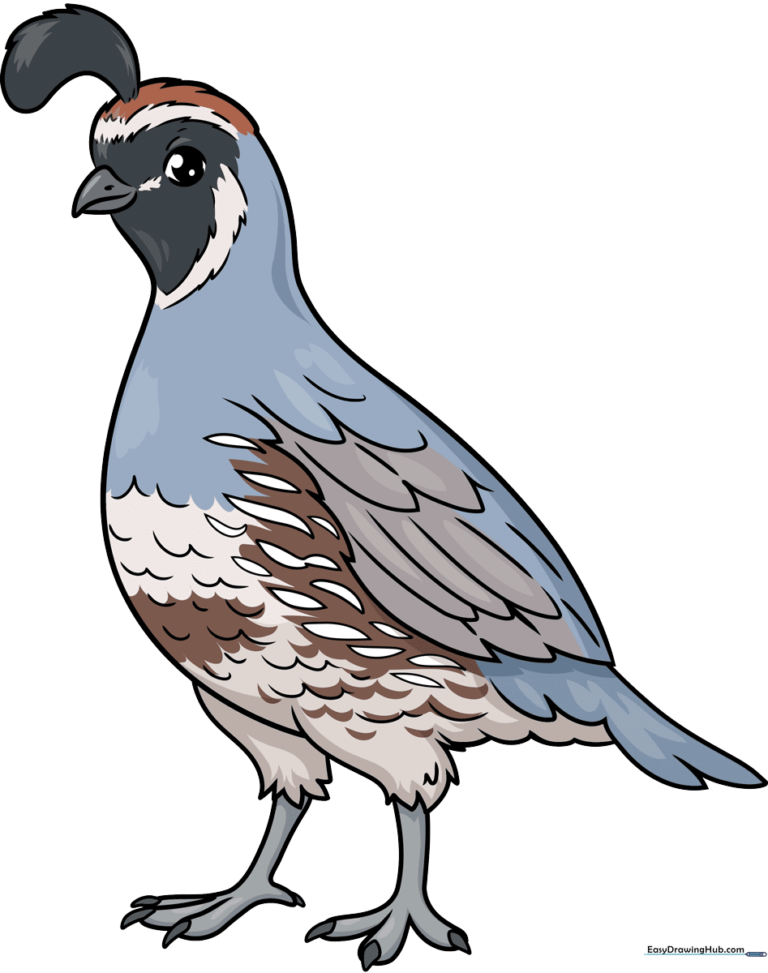 Finished quail drawing with vibrant colors and clear outlines.