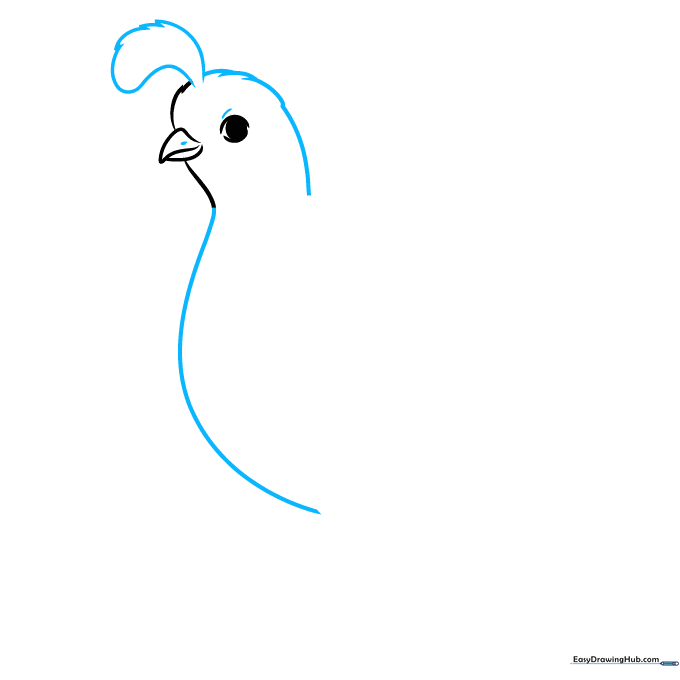 Drawing the quail's head plume and neck contour.