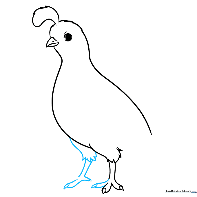 Detailed view of drawing the quail's feet and claws.