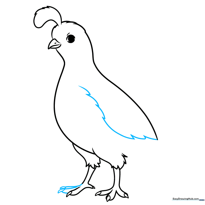 Drawing the outline of the quail's wing.