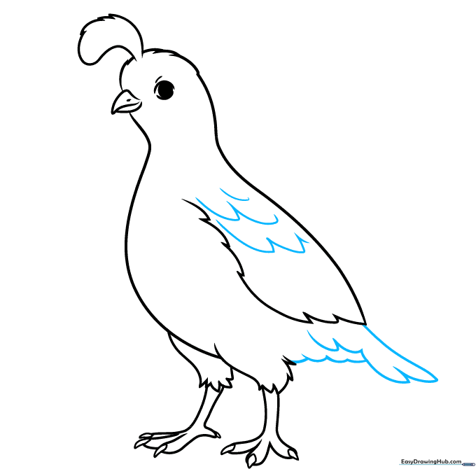 Adding 'U' shaped feather textures to the quail's wing and tail.